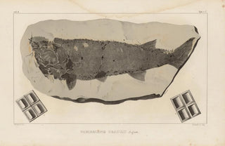 Louis Agassiz - Recherches sur les poissons fossiles Pl119.webp