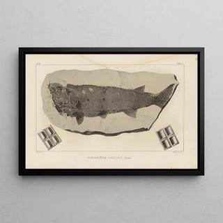 Louis Agassiz - Recherches sur les poissons fossiles Pl119.webp
