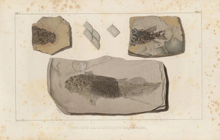 Louis Agassiz - Recherches sur les poissons fossiles Pl122.webp