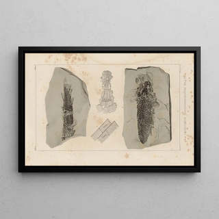 Louis Agassiz - Recherches sur les poissons fossiles Pl123.webp