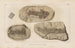 Forskningar om fossila fiskar, Pl. 125 - Louis Agassiz — vy av konstverket