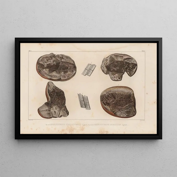 Louis Agassiz - Recherches sur les poissons fossiles Pl128.webp