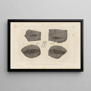 Louis Agassiz - Recherches sur les poissons fossiles Pl134.webp