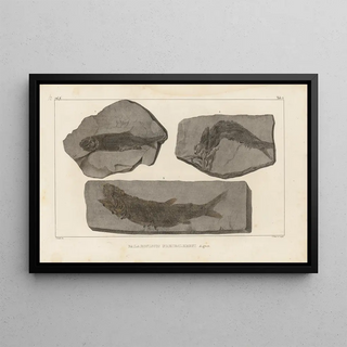 Louis Agassiz - Recherches sur les poissons fossiles Pl139.webp