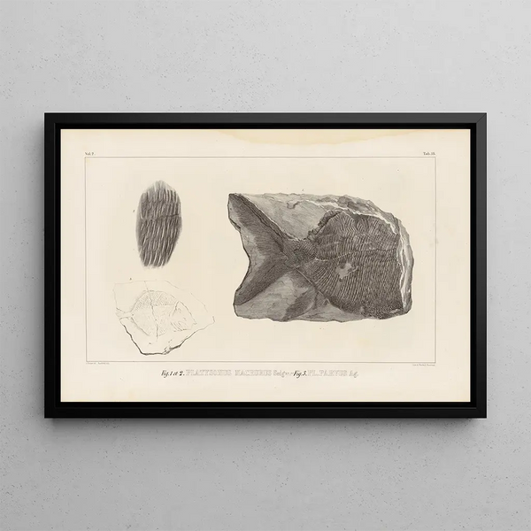 Louis Agassiz - Recherches sur les poissons fossiles Pl149.webp