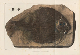 Louis Agassiz - Recherches sur les poissons fossiles Pl154.webp