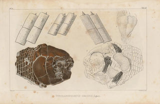 Louis Agassiz - Recherches sur les poissons fossiles Pl158.webp