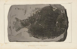 Louis Agassiz - Recherches sur les poissons fossiles Pl159.webp