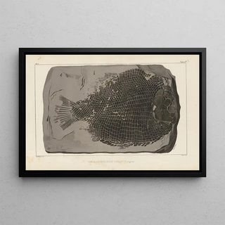 Louis Agassiz - Recherches sur les poissons fossiles Pl159.webp