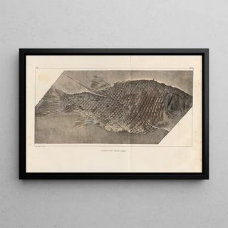 Louis Agassiz - Recherches sur les poissons fossiles Pl173.webp