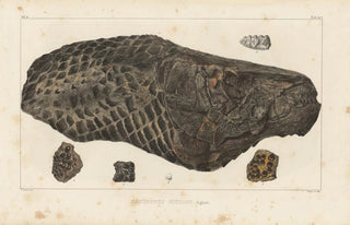 Louis Agassiz - Recherches sur les poissons fossiles Pl178.webp