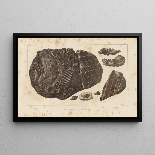 Louis Agassiz - Recherches sur les poissons fossiles Pl180.webp