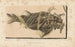 Recherches sur les poissons fossiles Pl188 - Louis Agassiz — vy av konstverket