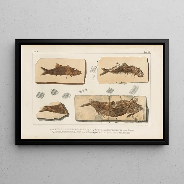Recherches sur les poissons fossiles Pl191 - Louis Agassiz — inramlat konstverk på väggen