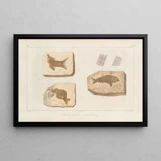 Louis Agassiz - Recherches sur les poissons fossiles Pl197.webp