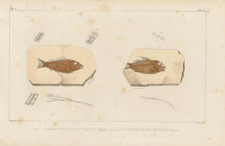 Louis Agassiz - Recherches sur les poissons fossiles Pl206.webp