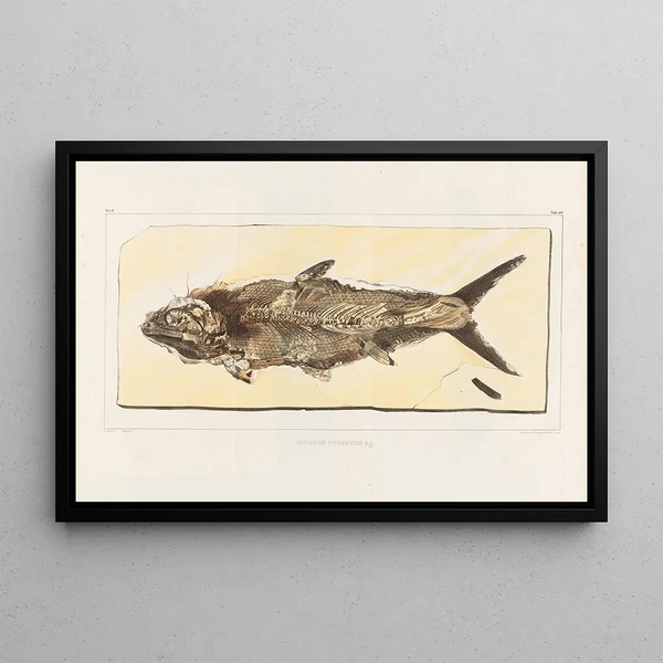 Recherches sur les poissons fossiles Pl216 - Louis Agassiz — inramlat konstverk på väggen