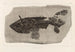 Recherches sur les poissons fossiles Pl219 - Louis Agassiz — vy av konstverket