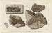 Recherches sur les poissons fossiles Pl221 - Louis Agassiz — vy av konstverket