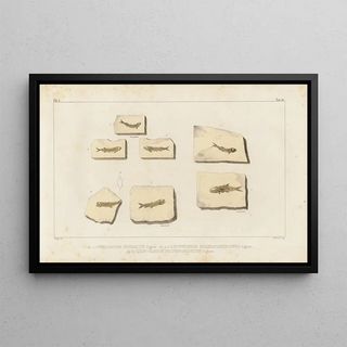 Louis Agassiz - Recherches sur les poissons fossiles Pl226.webp