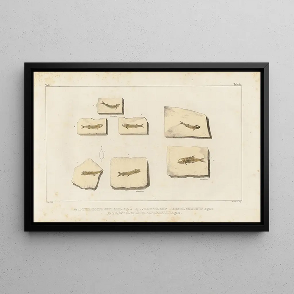 Louis Agassiz - Recherches sur les poissons fossiles Pl226.webp