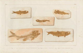 Louis Agassiz - Recherches sur les poissons fossiles Pl227.webp
