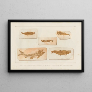 Louis Agassiz - Recherches sur les poissons fossiles Pl227.webp
