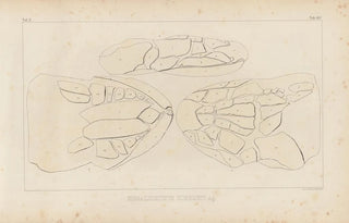 Louis Agassiz - Recherches sur les poissons fossiles Pl230.webp