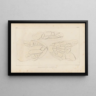 Louis Agassiz - Recherches sur les poissons fossiles Pl230.webp