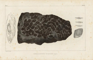 Louis Agassiz - Recherches sur les poissons fossiles Pl231.webp