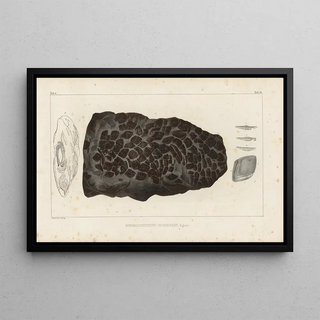 Louis Agassiz - Recherches sur les poissons fossiles Pl231.webp