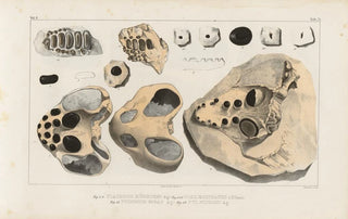 Louis Agassiz - Recherches sur les poissons fossiles Pl247.webp