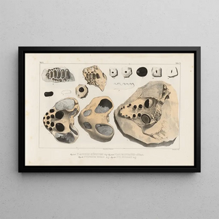 Louis Agassiz - Recherches sur les poissons fossiles Pl247.webp