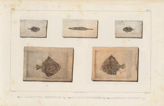 Louis Agassiz - Recherches sur les poissons fossiles Pl251.webp