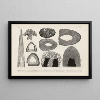Louis Agassiz - Recherches sur les poissons fossiles Pl253.webp