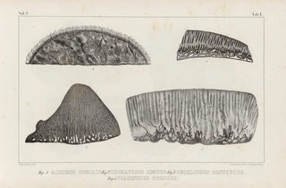 Louis Agassiz - Recherches sur les poissons fossiles Pl263.webp