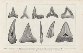 Louis Agassiz - Recherches sur les poissons fossiles Pl267.webp