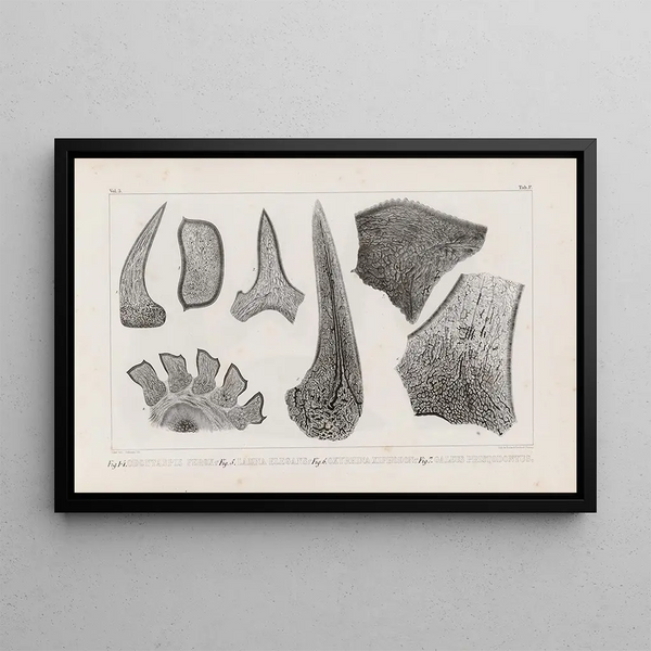 Louis Agassiz - Recherches sur les poissons fossiles Pl269.webp