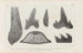 Recherches sur les poissons fossiles Pl270 - Louis Agassiz — vy av konstverket