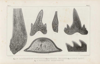 Louis Agassiz - Recherches sur les poissons fossiles Pl270.webp