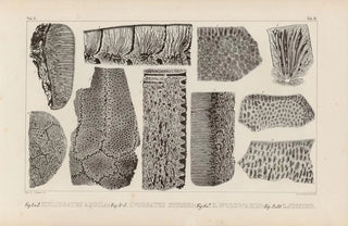 Louis Agassiz - Recherches sur les poissons fossiles Pl271.webp