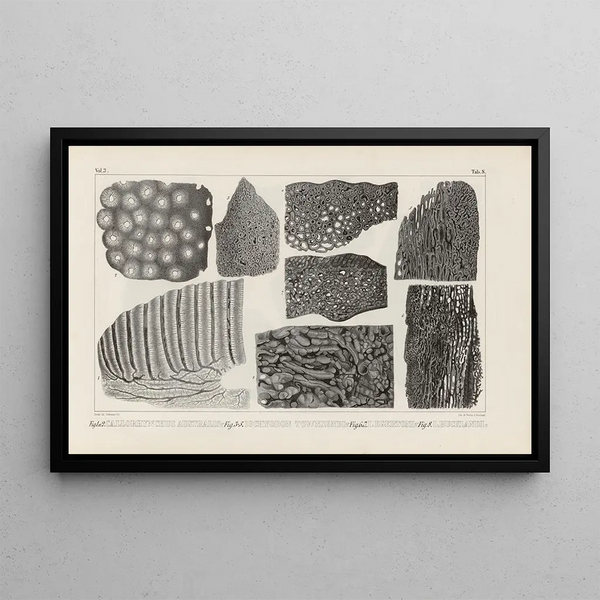 Louis Agassiz - Recherches sur les poissons fossiles Pl272.webp