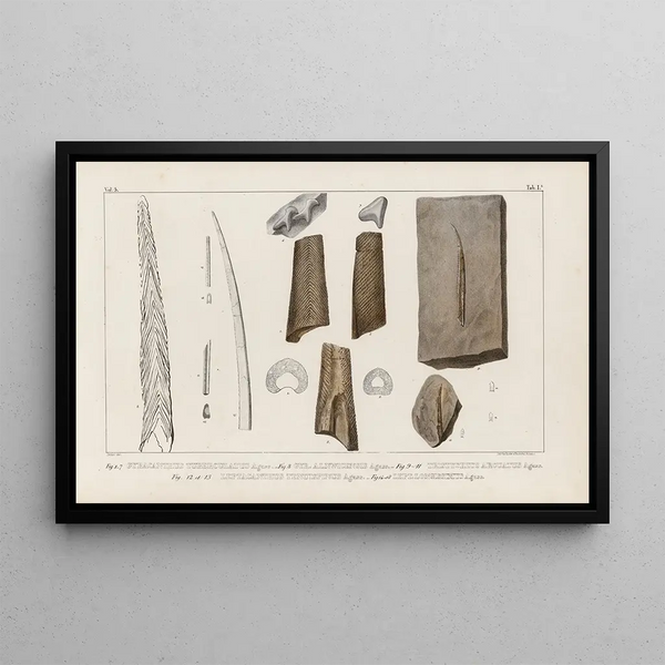 Recherches sur les poissons fossiles Pl274 - Louis Agassiz — inramlat konstverk på väggen
