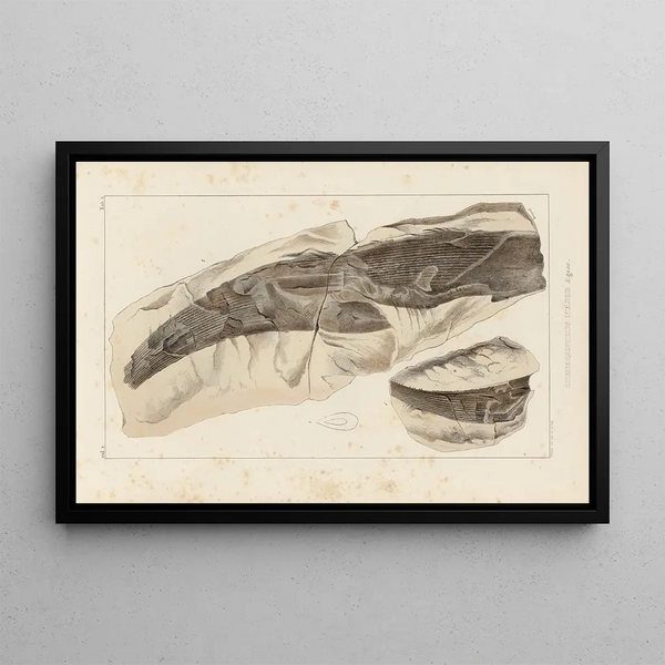 Louis Agassiz - Recherches sur les poissons fossiles Pl277.webp