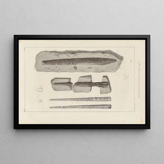 Louis Agassiz - Recherches sur les poissons fossiles Pl279.webp