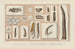 Recherches sur les poissons fossiles Pl287 - Louis Agassiz — vy av konstverket