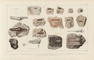 Louis Agassiz - Recherches sur les poissons fossiles Pl289.webp