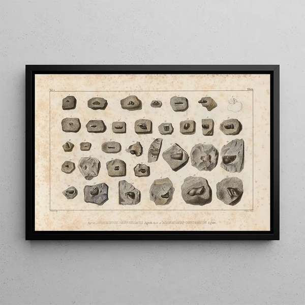 Louis Agassiz - Recherches sur les poissons fossiles Pl291.webp