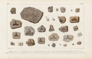 Louis Agassiz - Recherches sur les poissons fossiles Pl301.webp