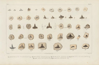 Louis Agassiz - Recherches sur les poissons fossiles Pl302.webp